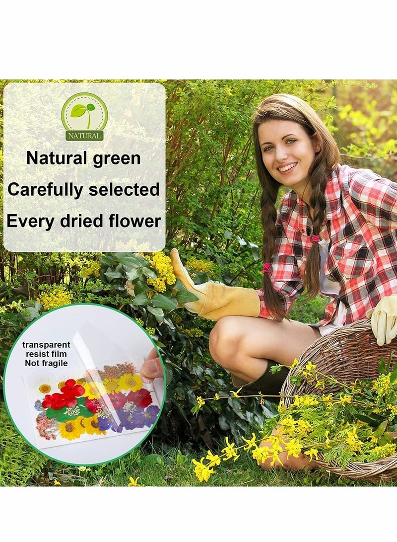 KASTWAVE Natural Dried Flowers, Dried Pressed Flowers Leaves Petals for Crafts, Colorful Pressed Flowers Daisies for Candle Jewelry Nail Pendant Crafts Making, Decorative Dried Flowers (36 PCS) - Image 5