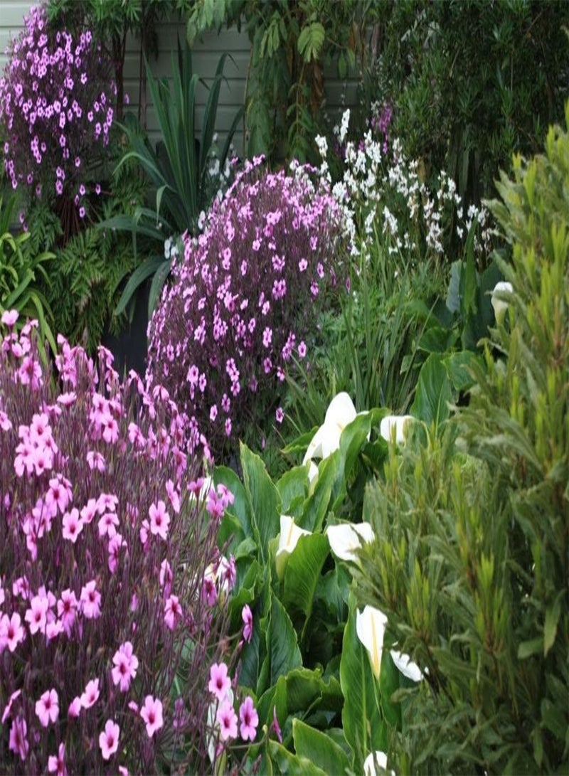 جي جوت - بذور زهرة إبرة الراعي (12) - Image 2