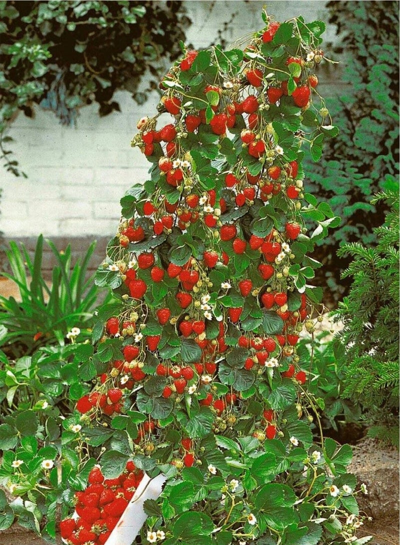GGOOT Climbing Strawberry Plant Seeds, Red Sweet Delicious Strawberries, Garden Balcony Terrace Fruit Plant Viable Seeds (50) - Image 2