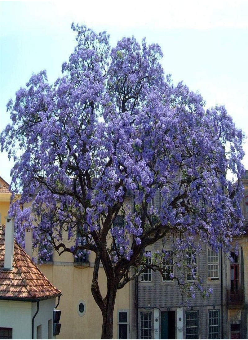GGOOT Royal Empress Tree, Paulownia tomentosa, Foxglove by Heavy Torch, 50 Seeds 