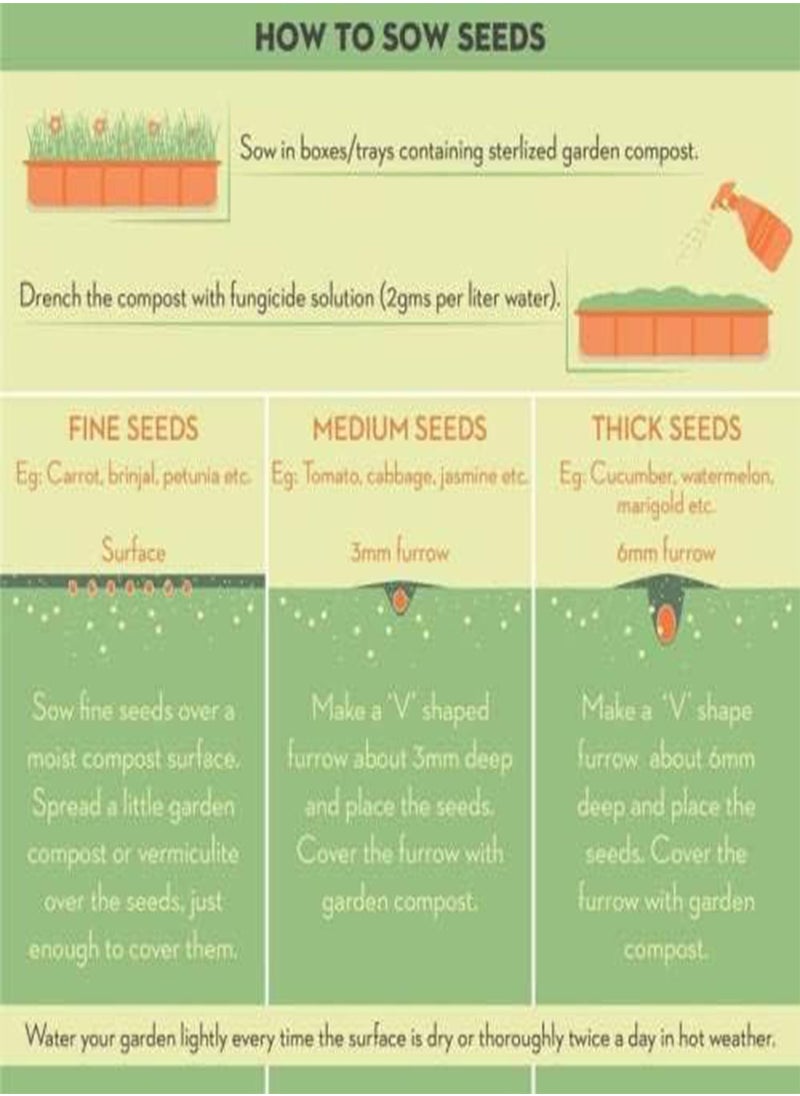 Beans Seed (25 Per Packet)