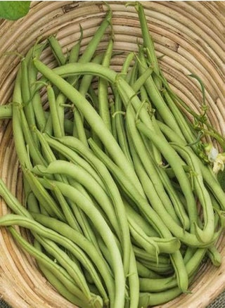 Beans Seed (25 Per Packet) - pzsku/ZCAC2BAA0ADF847723FAAZ/45/_/1740894382/7023bfa7-0ca2-440c-a7b2-452080cbb971