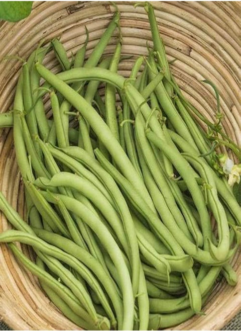 Beans Seed (25 Per Packet)