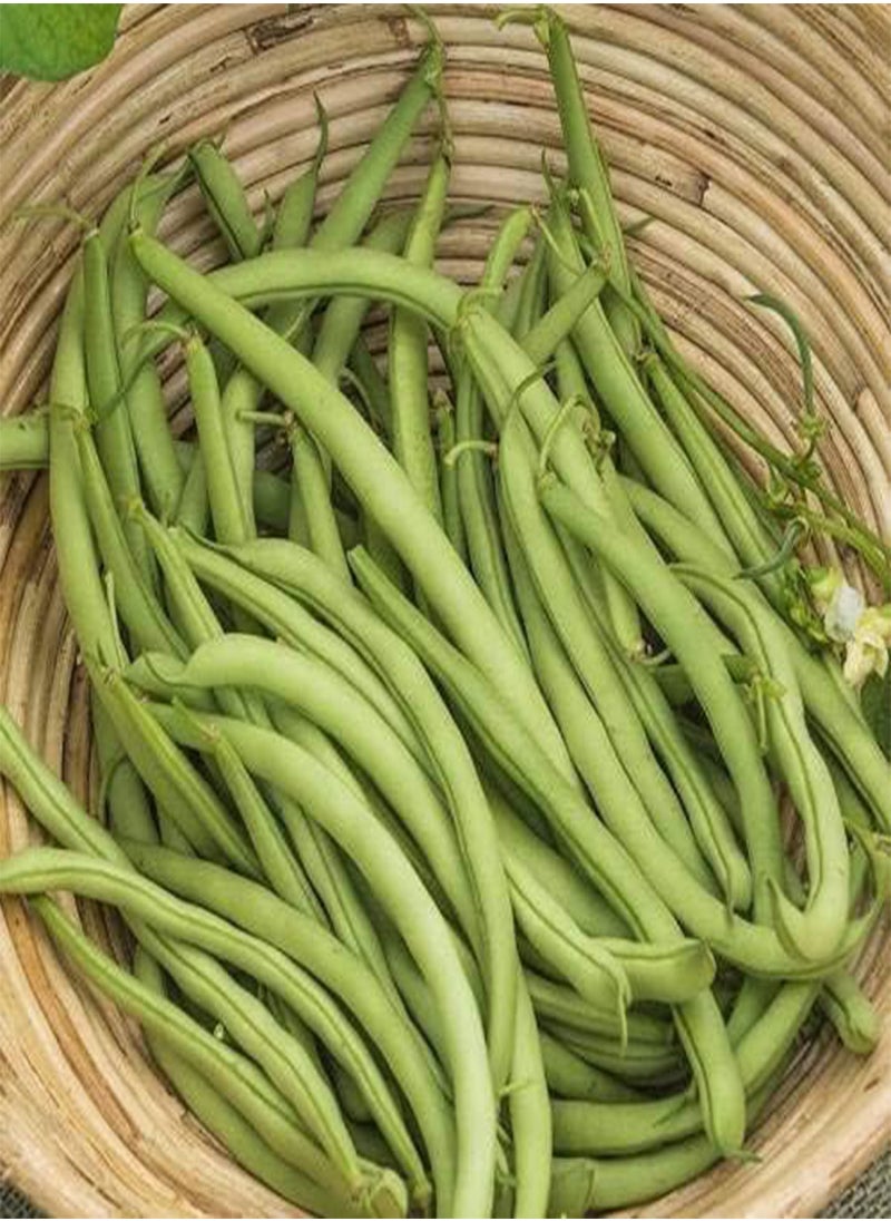 Beans Seed (25 Per Packet)