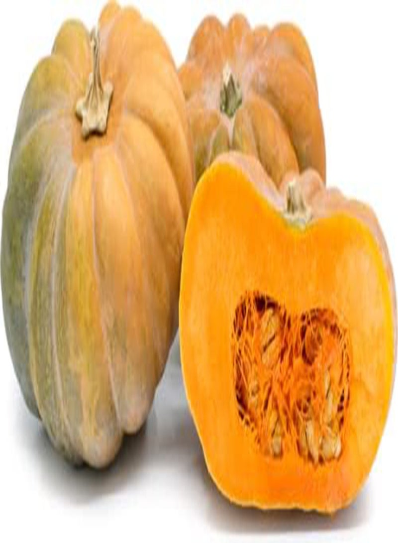 GGOOT Vegetable - Squash - Muscade De Provence - 6 Premium Quality Seeds - First Class - Image 1
