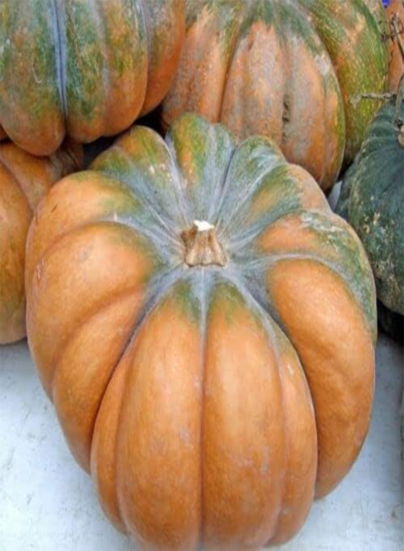 GGOOT Vegetable - Squash - Muscade De Provence - 6 Premium Quality Seeds - First Class - Image 2