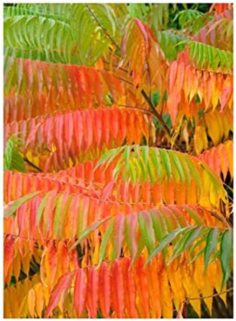 جي جوت بذور السماق التيفي (سماق قرن الأيل) 30 بذرة - Image 1