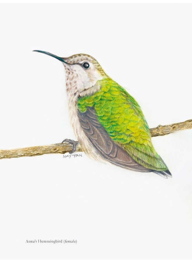 Knopf The Backyard Bird Chronicles  - Image 3
