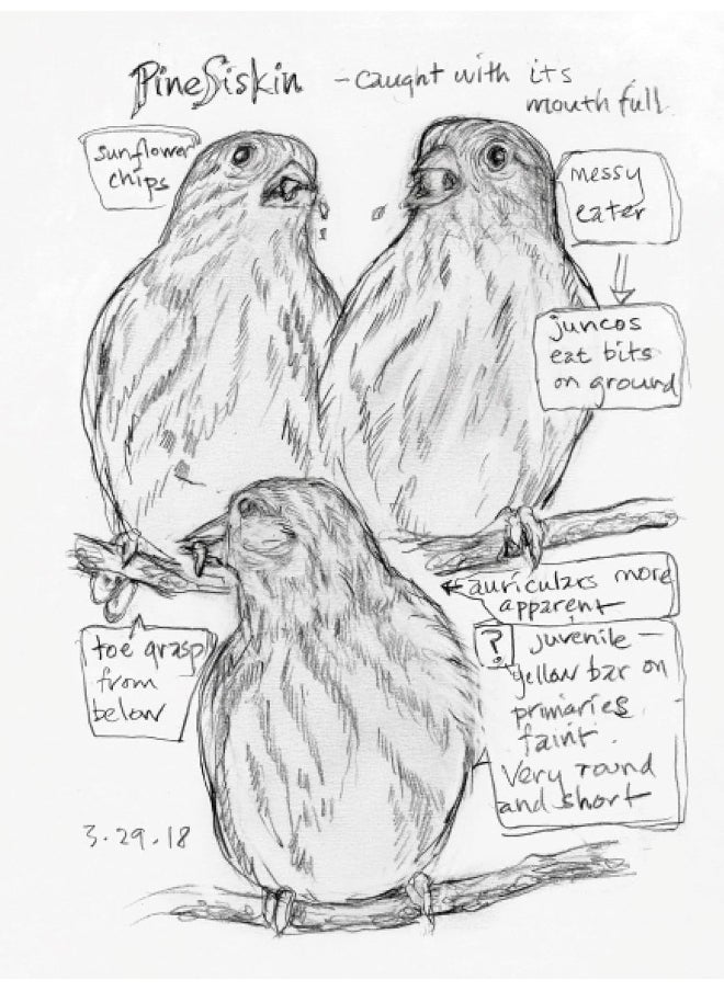 null - Knopf The Backyard Bird Chronicles - Image 1