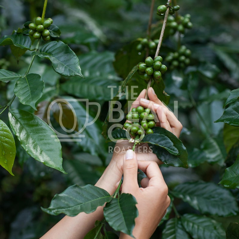 THE BEAN CO حبوب القهوة المحمصة من وادي أراك | 100% أرابيكا | حبوب قهوة كاملة (250 جرام) - كيس - Image 3