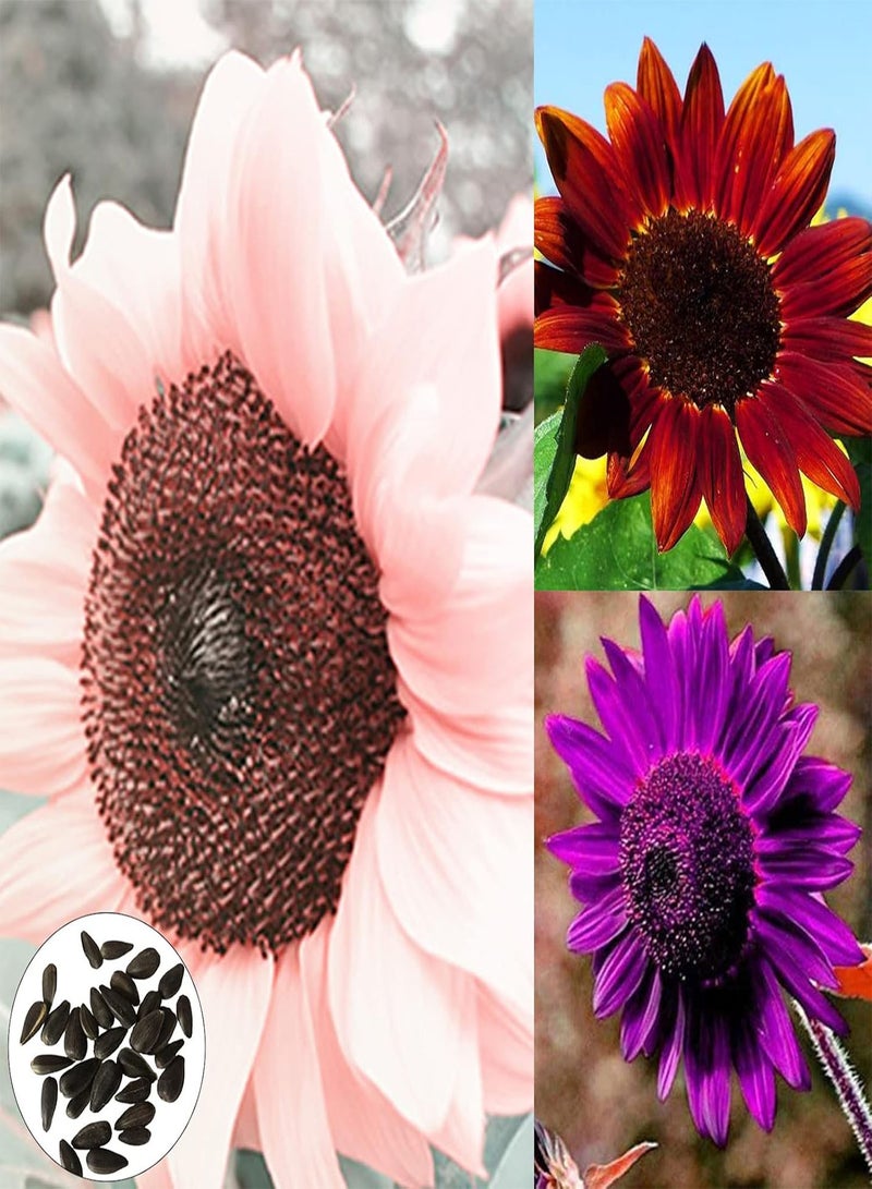 GGOOT 50Pcs/Bag Sunflower seeds High Germination Fresh Gardening Fruit Sunflower seeds Garden Supplies Pink - Image 3
