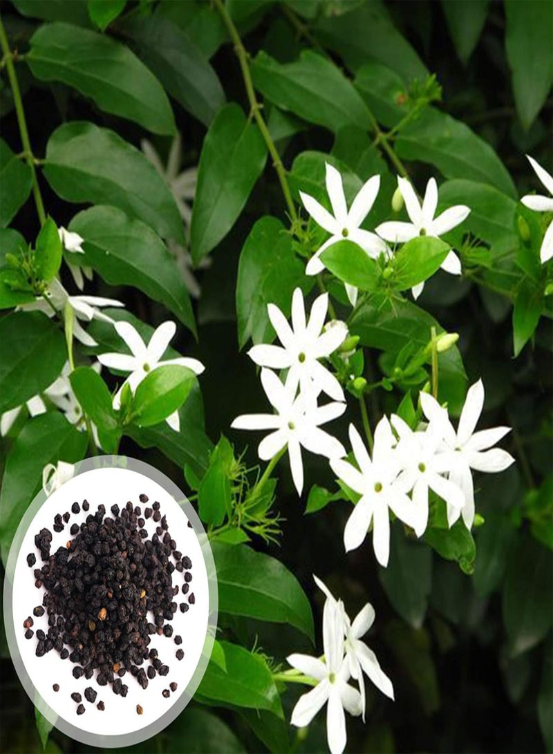 GGOOT 100Pcs Premium Flower Seeds, Jasminum Elongatum Willd Seeds Viable Ornamental Mini Perennial Flower Seeds for Park White - Image 5