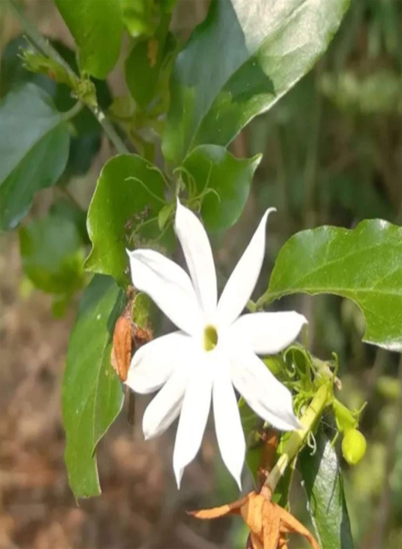 GGOOT 100Pcs Premium Flower Seeds, Jasminum Elongatum Willd Seeds Viable Ornamental Mini Perennial Flower Seeds for Park White - Image 3