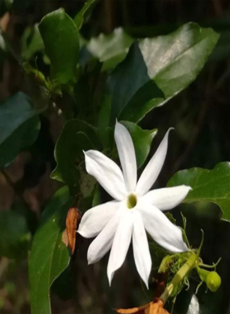 GGOOT 100Pcs Premium Flower Seeds, Jasminum Elongatum Willd Seeds Viable Ornamental Mini Perennial Flower Seeds for Park White - Image 4