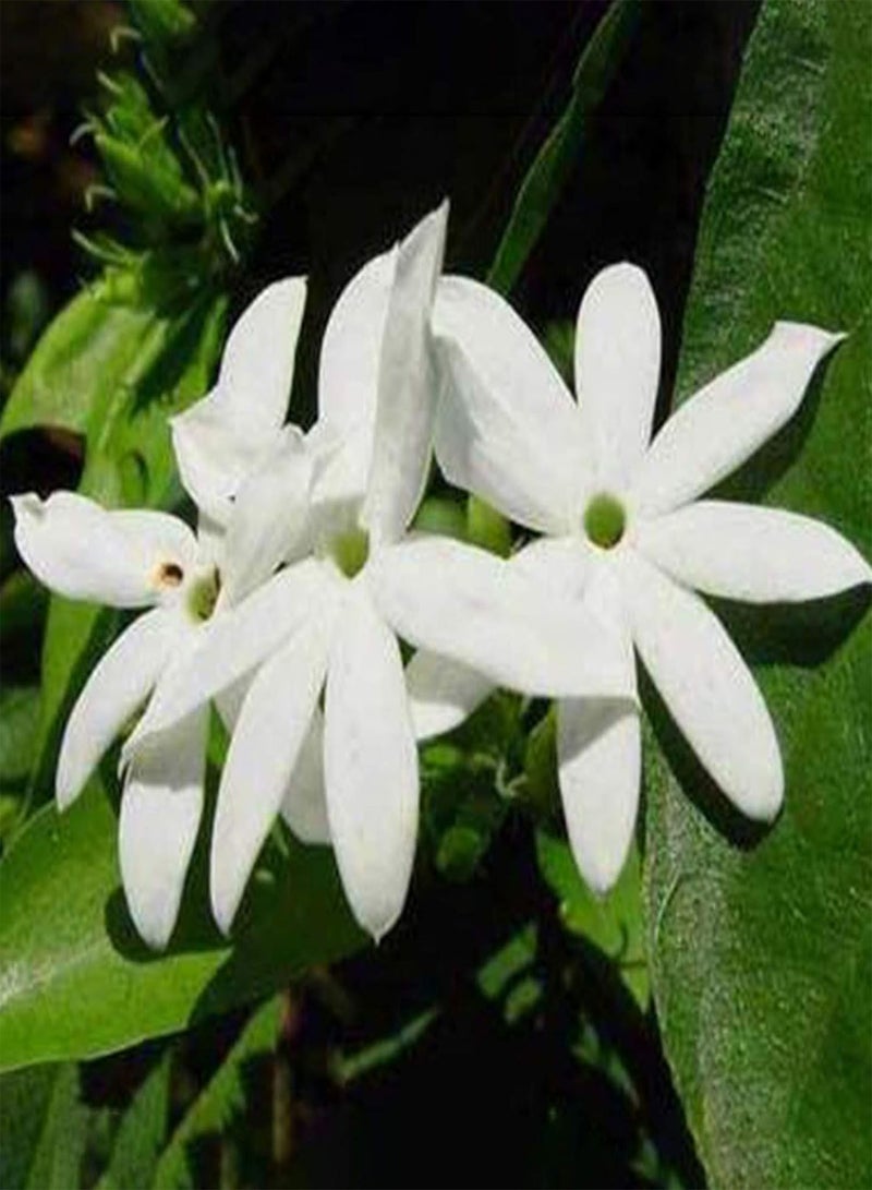 GGOOT 100Pcs Premium Flower Seeds, Jasminum Elongatum Willd Seeds Viable Ornamental Mini Perennial Flower Seeds for Park White - Image 1