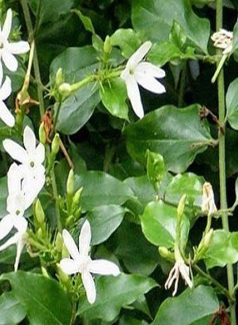 GGOOT 100Pcs Premium Flower Seeds, Jasminum Elongatum Willd Seeds Viable Ornamental Mini Perennial Flower Seeds for Park White - Image 2