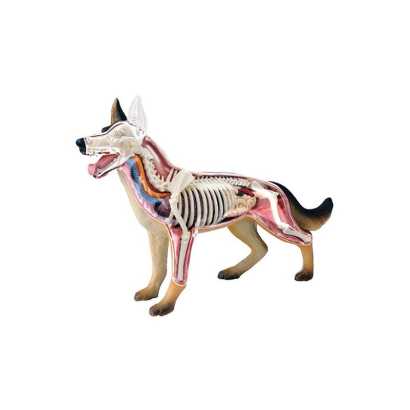 Tedco 4D Vision Dog Anatomy Model - Image 2