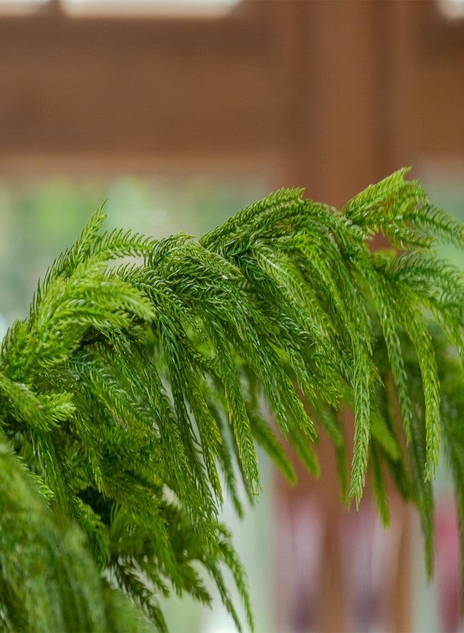 Green Moon 6PCS Norfolk Pine Stems Real Touch, 39” Christmas Greenery Pine Branches Picks for DIY Garland Wreath Home Garden Indoor Outdoor Xmas Christmas Decorations - Image 4