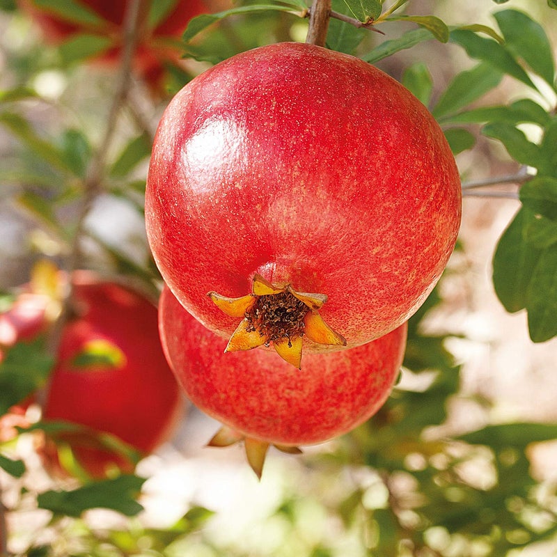 Weleda 24 Hour Roll-On Deodorant, Pomegranate, 1.7 Fluid Ounce - Image 2