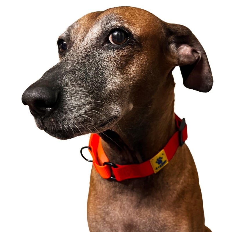 A+a Pets Martingale Dog Collar | No Pull Design, No Neck Strain, No Choke Design | for Large & Medium Dogs | Rust Free, Waterproof Nylon Training Collar (Red & Orange), 20 x 2.5 cm - Image 3