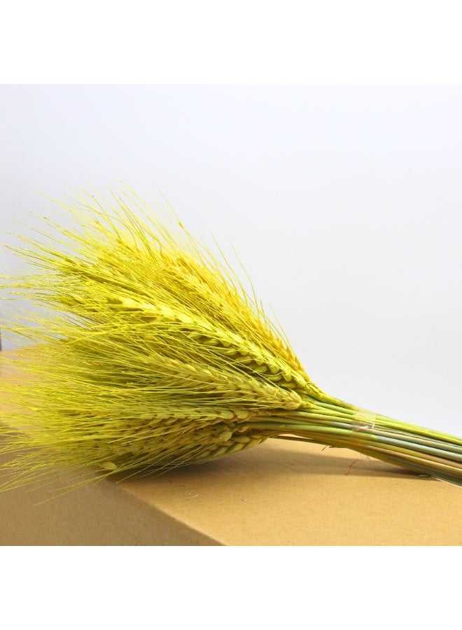 فانسي فلورز باقة من عشب القمح المجفف، زهور مجففة طبيعية (أصفر، 100) - Image 5