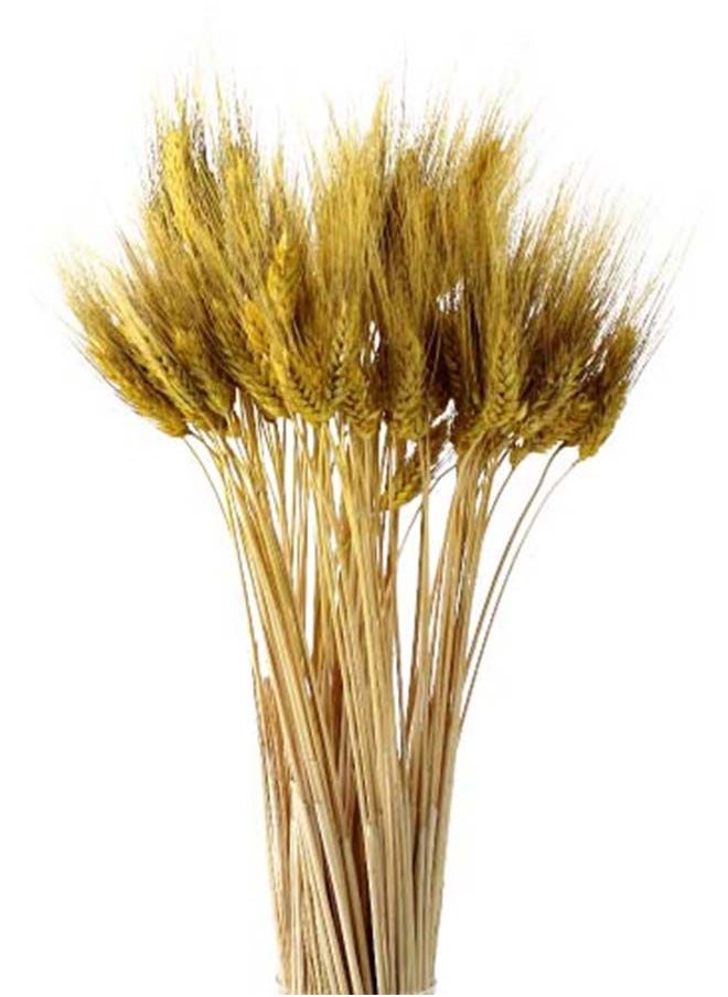 Generic باقة من زهور القمح المجففة الطبيعية (أصفر، 100)  - Image 1