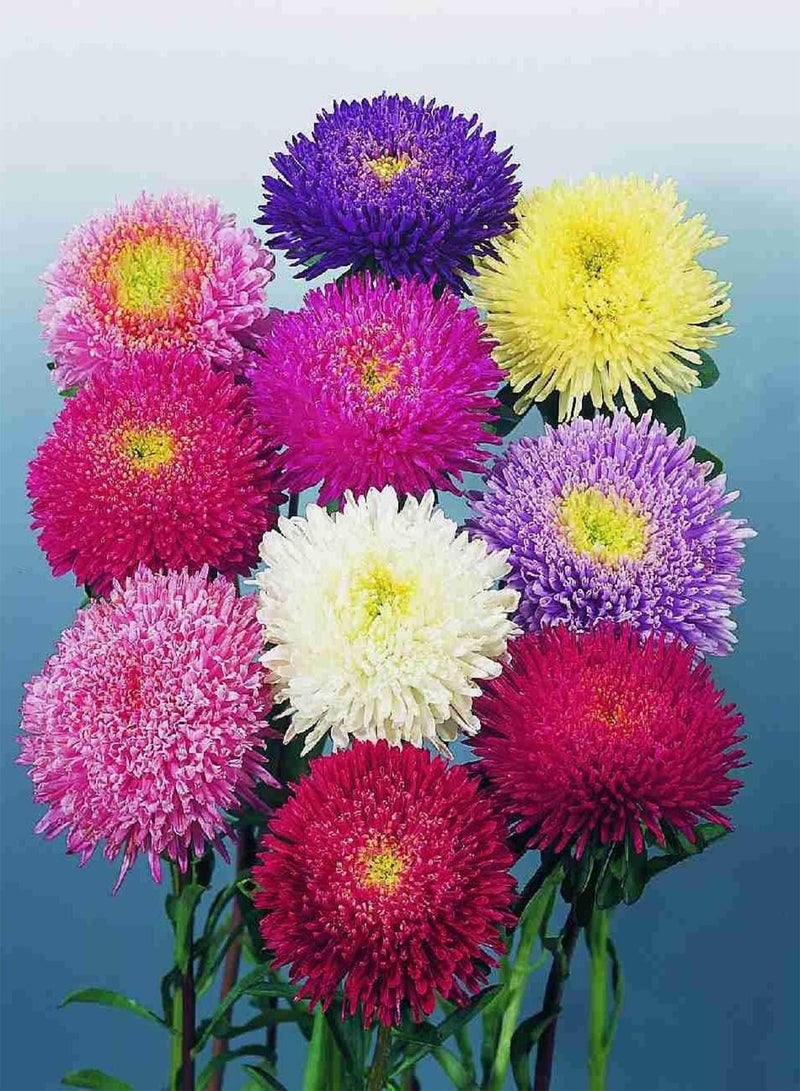 GGOOT Crego Mix China Aster Flower Seeds (Callistephus chinensis) Garden Decor - Image 1