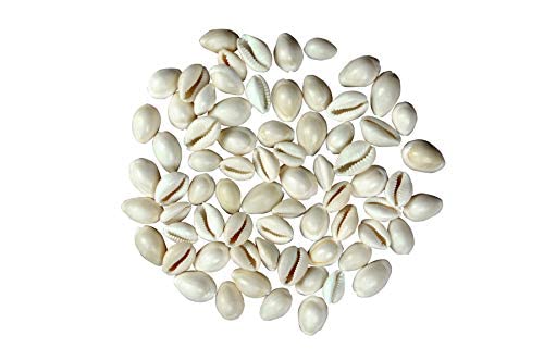 Spillbox White Kaudi Sacred Shankh for Lakshmi Diwali Pooja 5