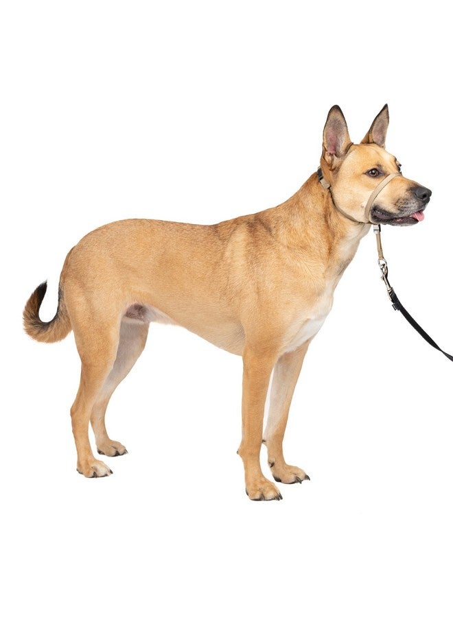 بيت سيف طوق رأس الكلب PetSafe Gentle Leader No-Pull - الحل الأمثل للسحب - يُعيد توجيه سحب كلبك لتسهيل المشي - يساعدك على استعادة السيطرة - متوسط، بني فاتح - Image 1