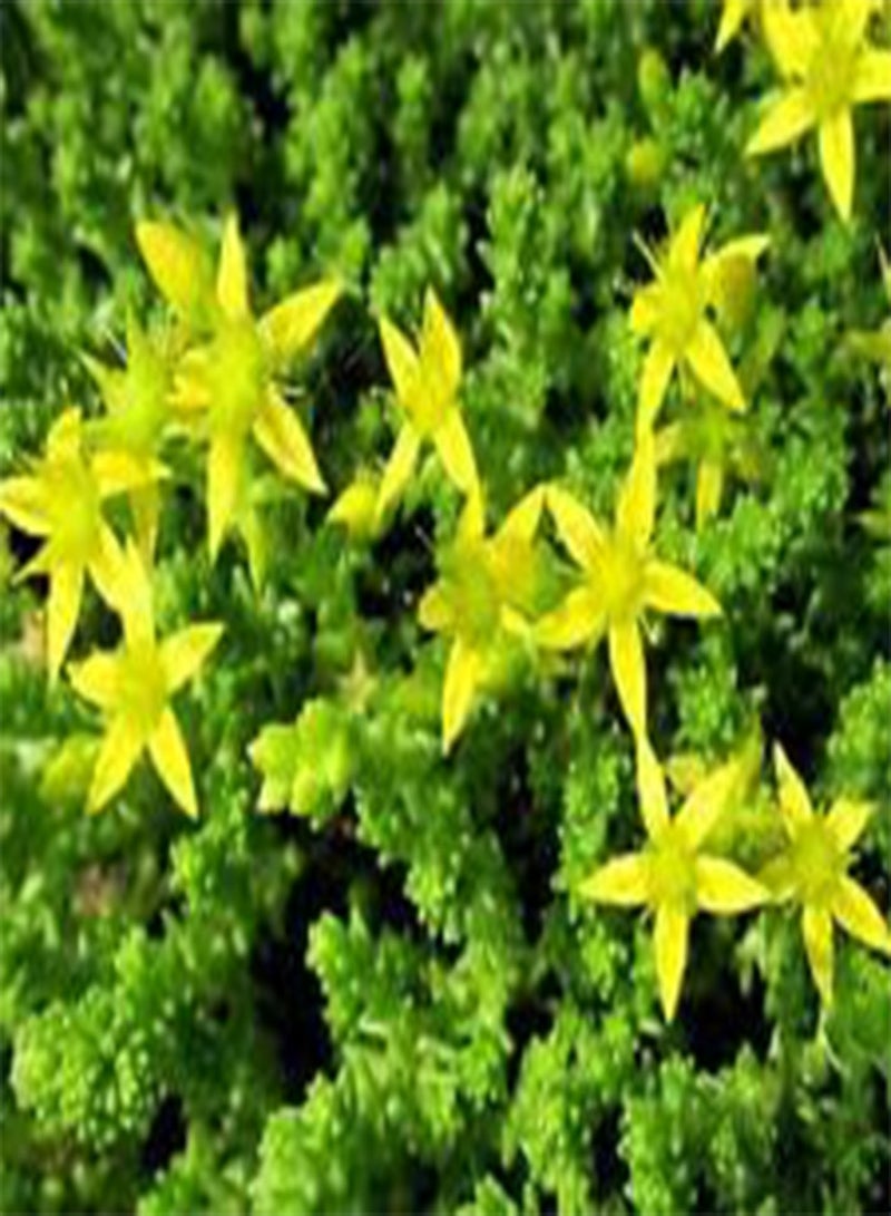 GGOOT Sedum Gold Moss Stonecrop Sedum Acre - 1,500 Bulk (PKD) Seeds