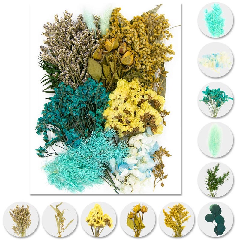 Vignee Real Dried Pressed Leaf FlowersMultiple Colorful Pressed Flowers Daisies for Craft Resin Jewelry Making Art Craft DIYBlue