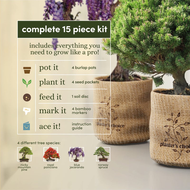 Planters' Choice Bonsai Starter Kit - Gardening Gift for Women & Men - Bonsai Tree Growing Garden Crafts Hobby Kits for Adults, Unique DIY Hobbies for Plant Lovers - Unusual Christmas Gifts Ideas - or Gardener Mother  - Image 3