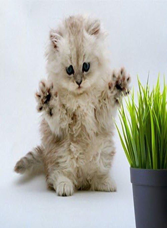 Crafted-Brand Simple Cat Grass Blend | 100% US Organic + 4 Popular Seeds | Wheat, Barley, Oats, Rye Mix Combo | Show Your Love with a Healthy Pet Snack Treat (6 Ounce ~4800 Seeds) - Image 3