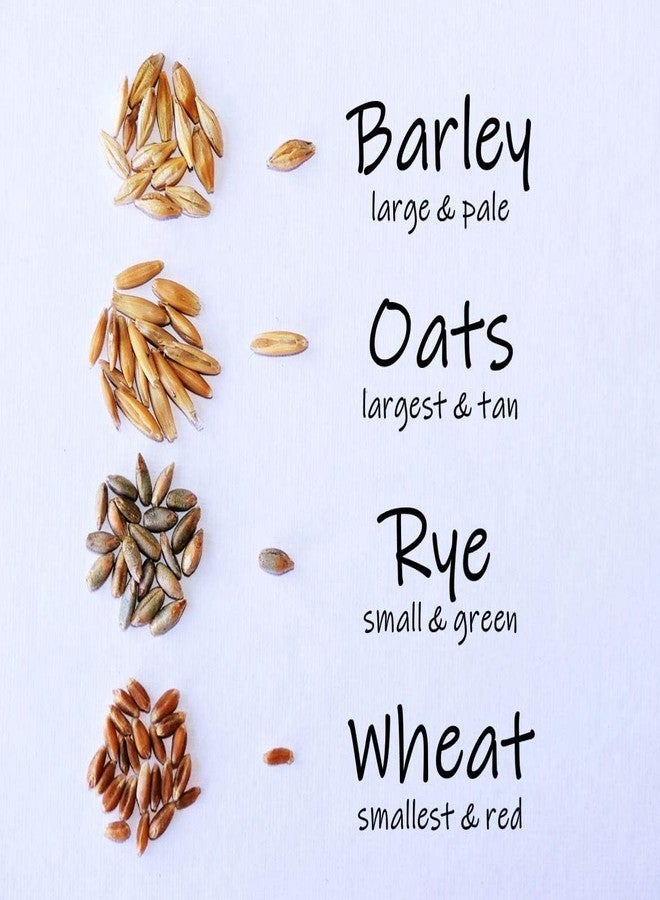 Crafted-Brand Simple Cat Grass Blend | 100% US Organic + 4 Popular Seeds | Wheat, Barley, Oats, Rye Mix Combo | Show Your Love with a Healthy Pet Snack Treat (6 Ounce ~4800 Seeds) - Image 1