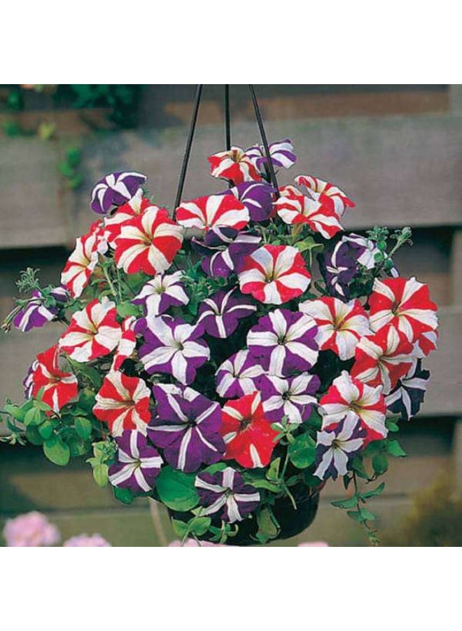Petunia Ultra Star Flower Seed