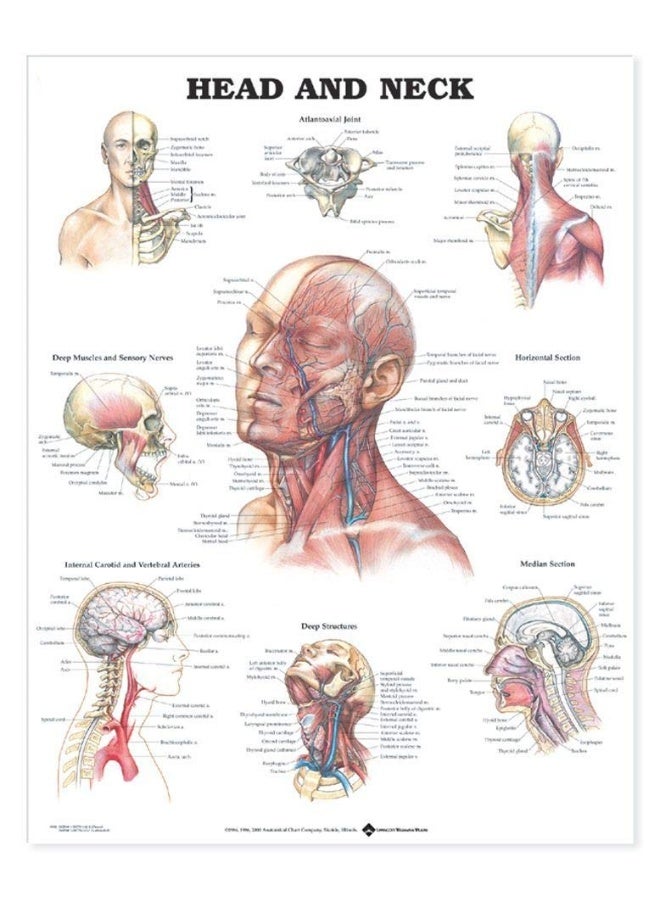 رسم توضيحي تشريحي للرأس والعنق - Image 1