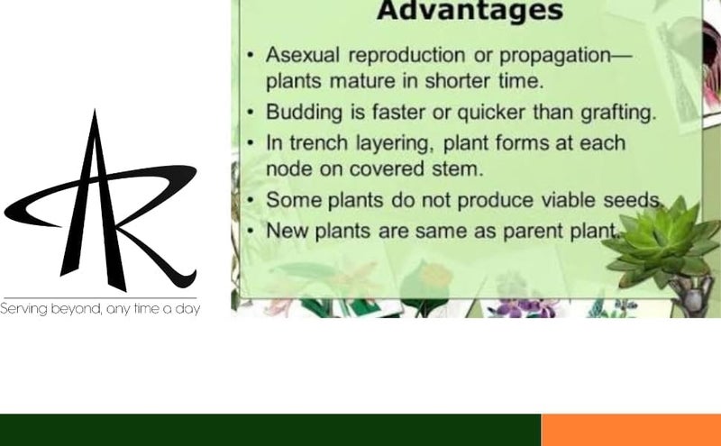 TRUEBOND 1 inch x 100meter Grafting Stretchable Tape for Nursery and Garden, Biodegradable Plant Repair Tapes Self-Grafting Clear Film for Fruit, Floral, Tree and Plants Grafting Film Tool (1) - Image 4