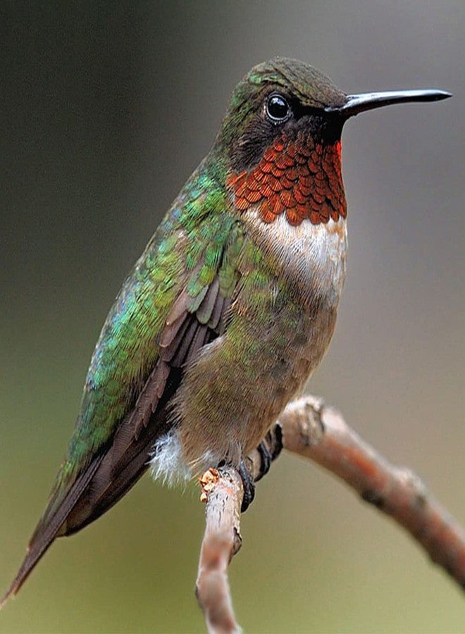 Genérico Ruby throat Flying Hummingbird handmade stud bird earrings for women stainless steel post - Image 4