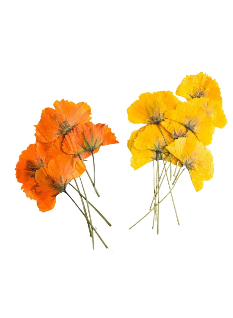 Vibrant Dried Pressed Flowers for Crafts, 24Pcs Orange & 24Pcs Yellow Fall Decor, Suitable for Framed Wall Art and DIY Projects - Image 1