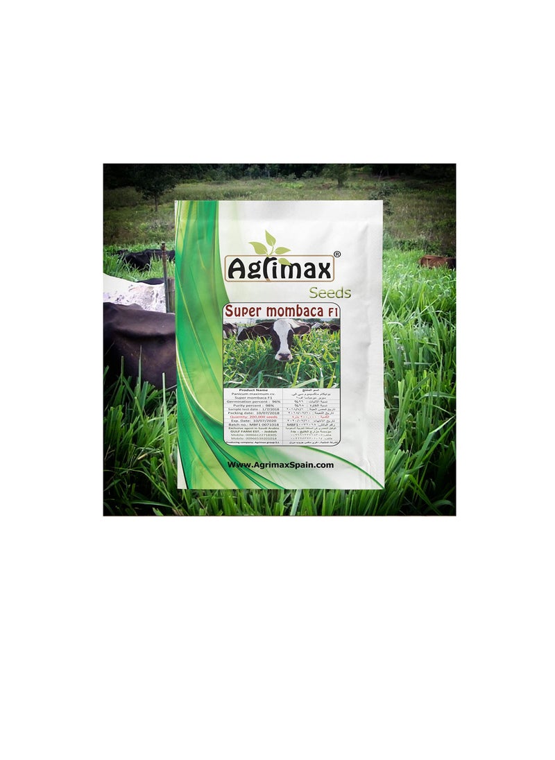Agrimax - Agrimax Super Mombaca F1 Premium Quality Seeds (Made in Spain) by Agrimaxgroup - Image 1