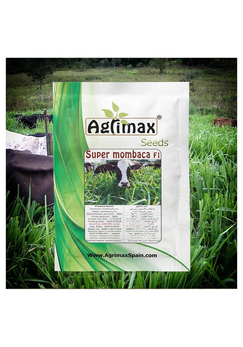 أجريماكس بذور أجريماكس سوبر مومباكا F1 عالية الجودة (صنع في إسبانيا) من قبل Agrimaxgroup - Image 1