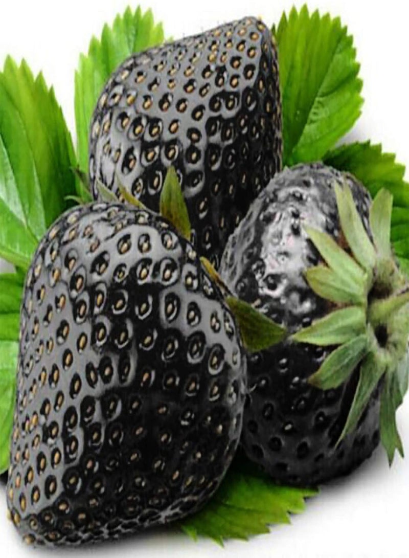 GGOOT Seed for Planting,200Pcs Rare Black Strawberry Seeds Bonsai Delicious Fruit Garden Plant Decor-Strawberry Seeds - Image 1