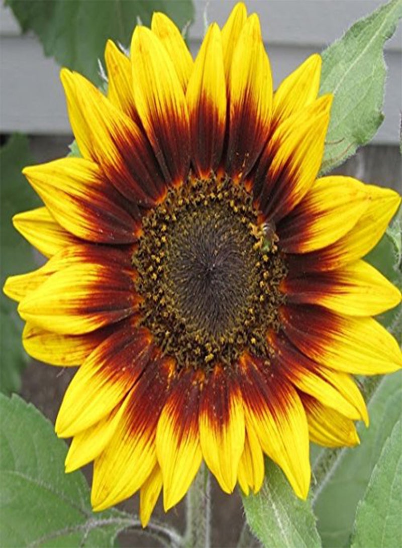 GGOOT Sunflower Ring of Fire 25 Non-GMO, Heirloom Seeds - Image 1