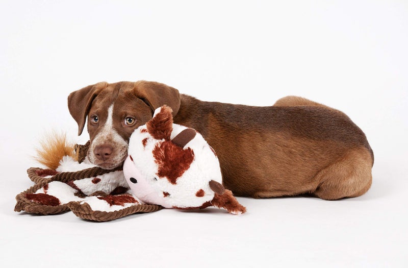 Outward Hound by Charming Pet Cuddle Tugs Bunny Plush Squeaky Dog Toy - Image 2