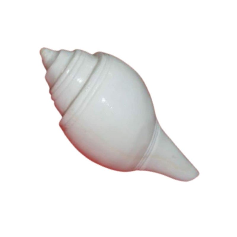 MAYAPURI Natural Non-blowing Puja Jal Shankh, Original Conch Shell, Pooja Jal Shankha, Size: 3.5 inches (Pack of 1) - Image 1