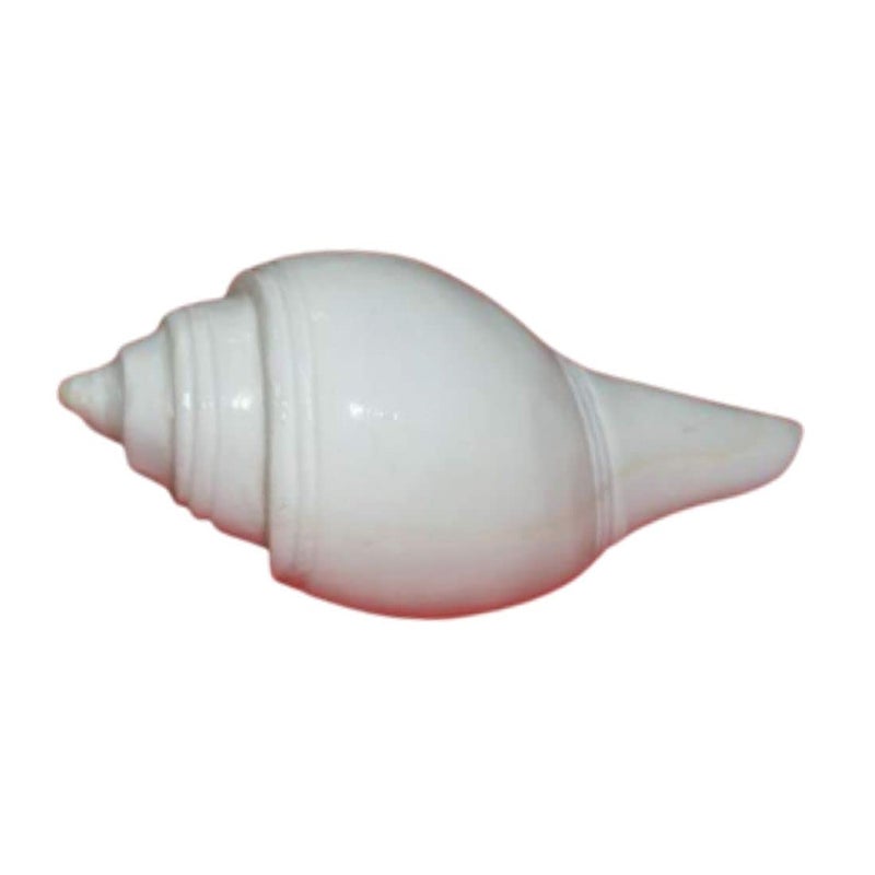 MAYAPURI Natural Non-blowing Puja Jal Shankh, Original Conch Shell, Pooja Jal Shankha, Size: 3.5 inches (Pack of 1) - Image 4