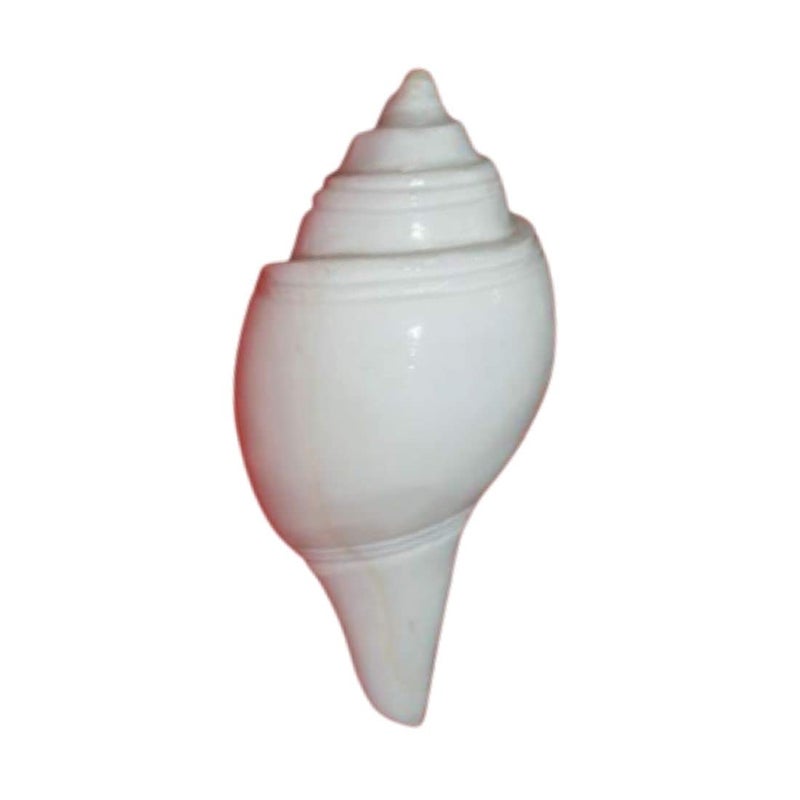 MAYAPURI Natural Non-blowing Puja Jal Shankh, Original Conch Shell, Pooja Jal Shankha, Size: 3.5 inches (Pack of 1) - Image 3