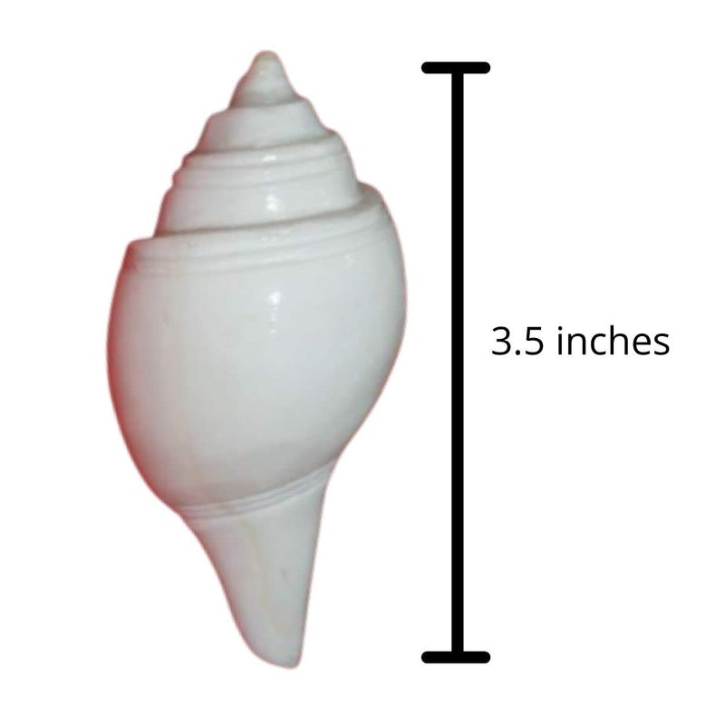 MAYAPURI Natural Non-blowing Puja Jal Shankh, Original Conch Shell, Pooja Jal Shankha, Size: 3.5 inches (Pack of 1) - Image 2