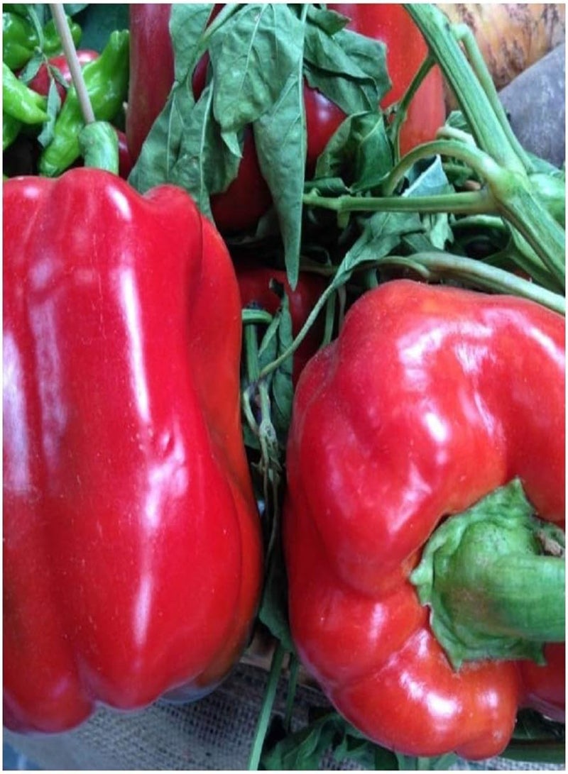جي جوت - فلفل حلو عضوي رباعي داستي أحمر 60 أجود أنواع الفلفل - Image 1