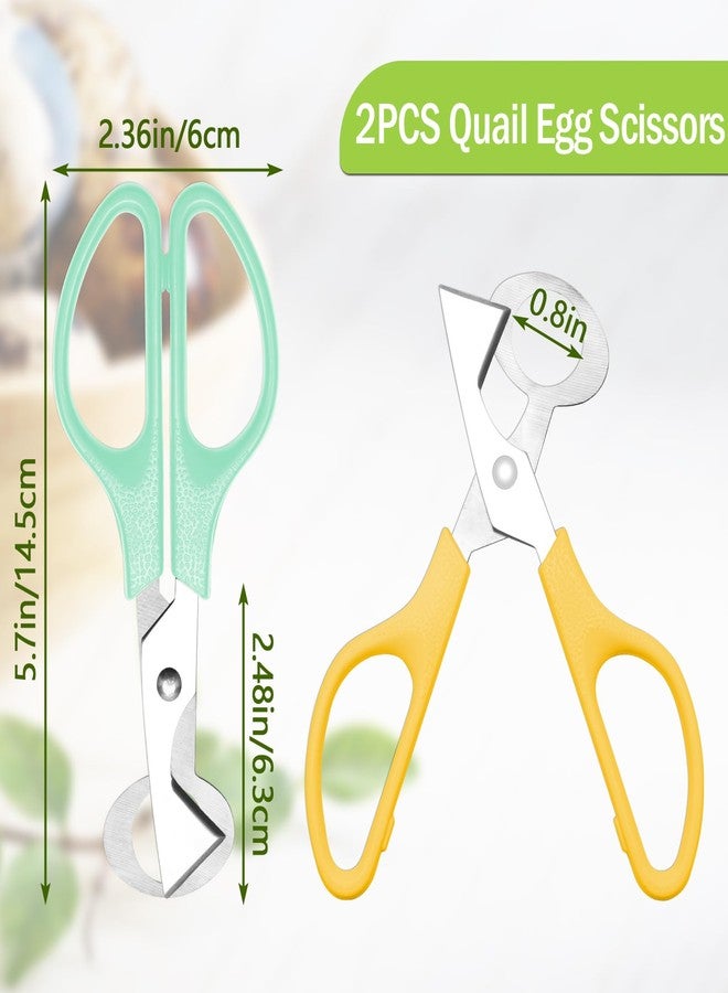 AHIER Pigeon Quail Egg Cutter Scissors Stainless Steel Blades Bird Cutter 2 Pack - Image 3